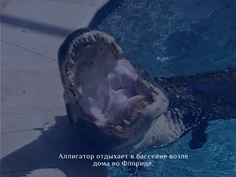 Семья находит аллигатора, отдыхающего в бассейне за домом, во Флориде